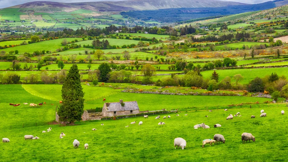 Irland, saftige grüne Wiesen mit einer Schafsherde im Vordergrund. Nachhaltige Rundreisen, individuell geplant von lokalen Reiseexpertinnen und Fairaway.