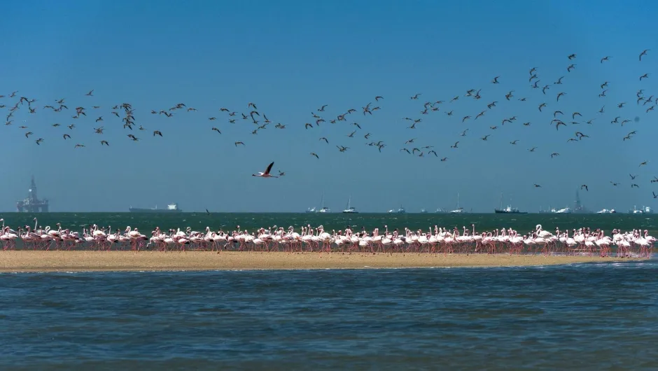 Richtig viele Flamingos.