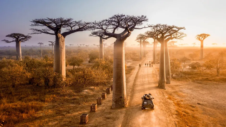 Staubige Straße mit riesigen Baobab-Bäumen, Fahrzeug und Menschen bei Sonnenauf- oder -untergang.