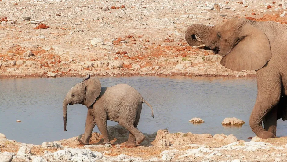 Baby Elephant und ein großer Elephant.