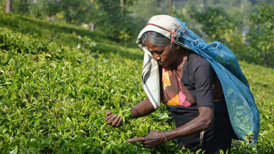 Informationen über Sri Lanka.