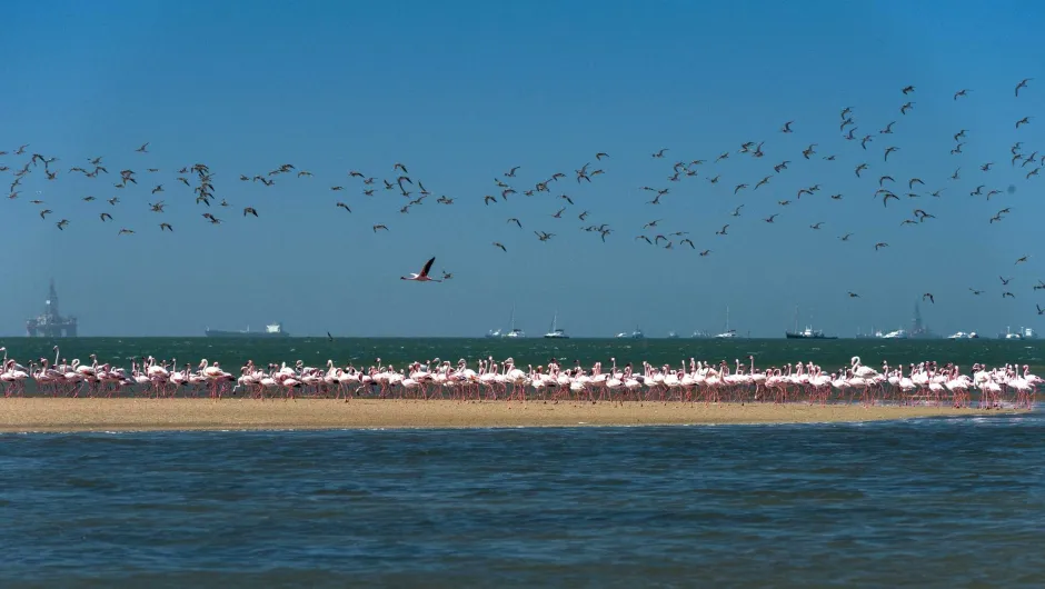 Richtig viele Flamingos.