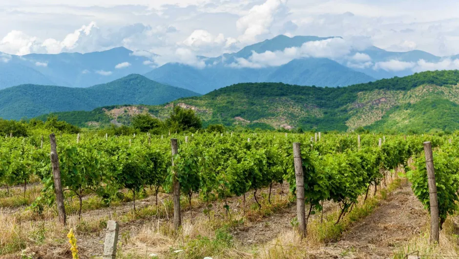Trauben feld in Georgien.