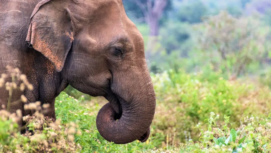 Wissenswertes über Sri Lanka.