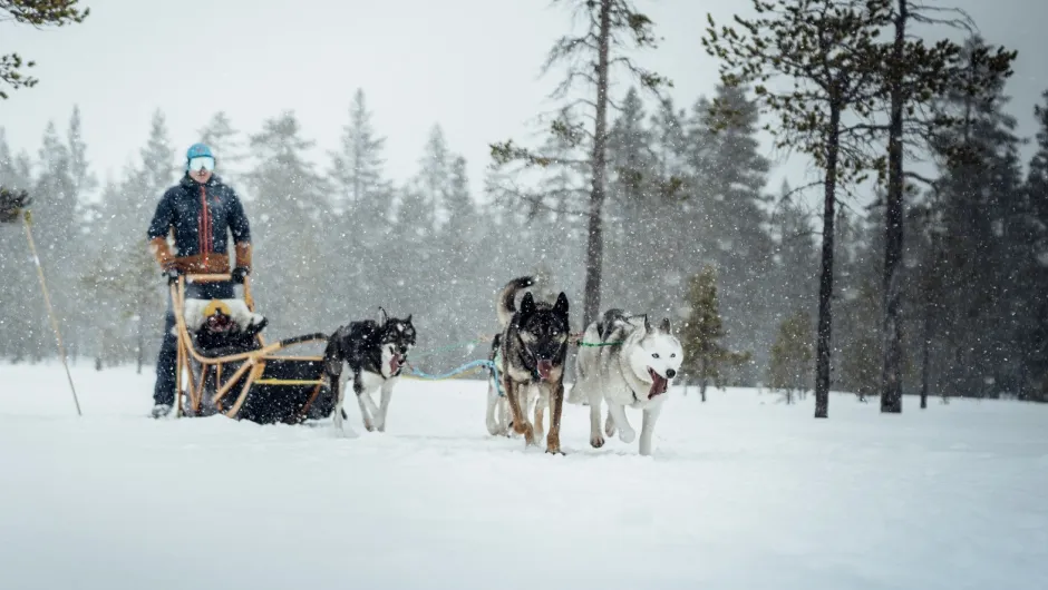 Huskyschlitten.