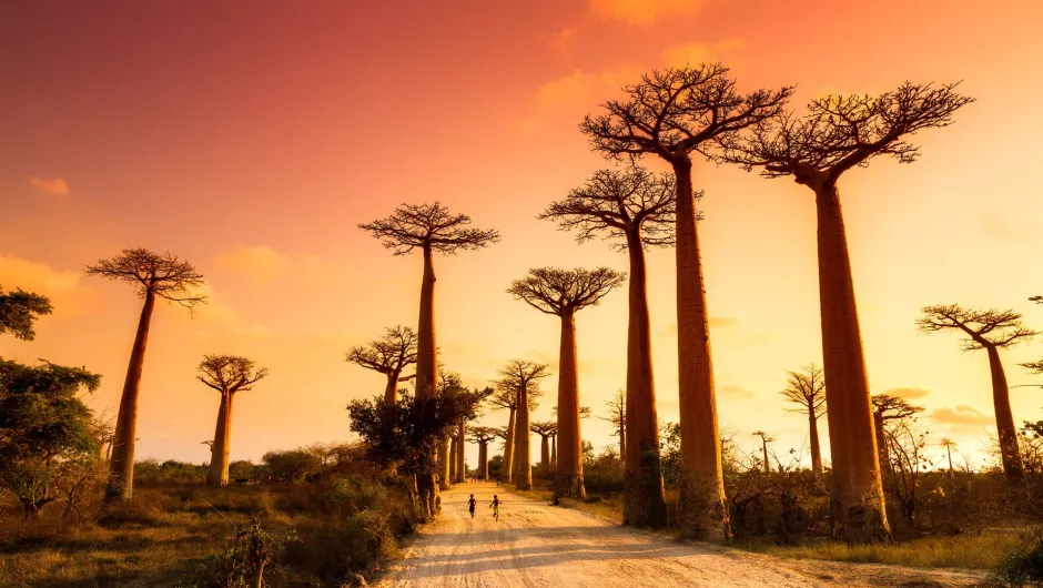 unbefestigten Straße, die von hohen Baobab-Bäumen gesäumt ist.