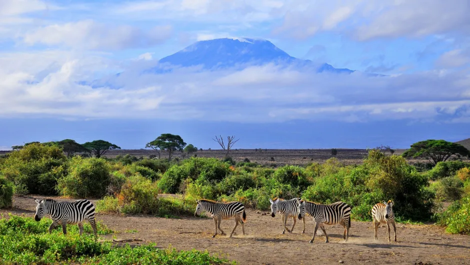 Safari in Tansania.