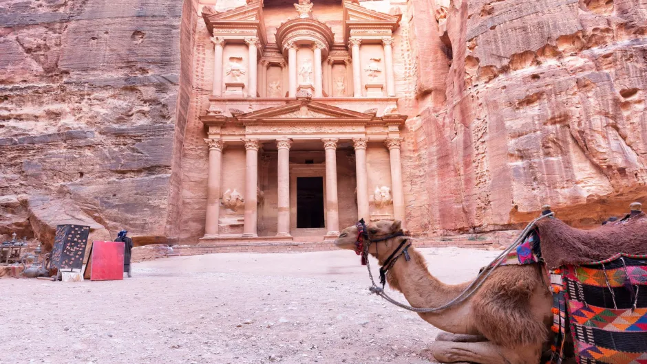 3 Wochen Jordanien Reise: Ein Kamel in der Wüste in Petra.