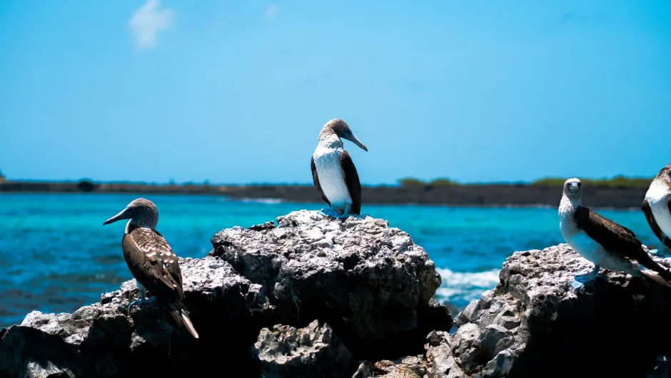 Ecuador und Galapagos Reise.