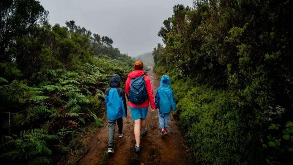 Blick auf eine Familie, die durch die dicht bewachsenen Ebenen des Fanal-Waldes auf Madeira wandert, während geheimnisvoller Nebel von allen Seiten heraufzieht.