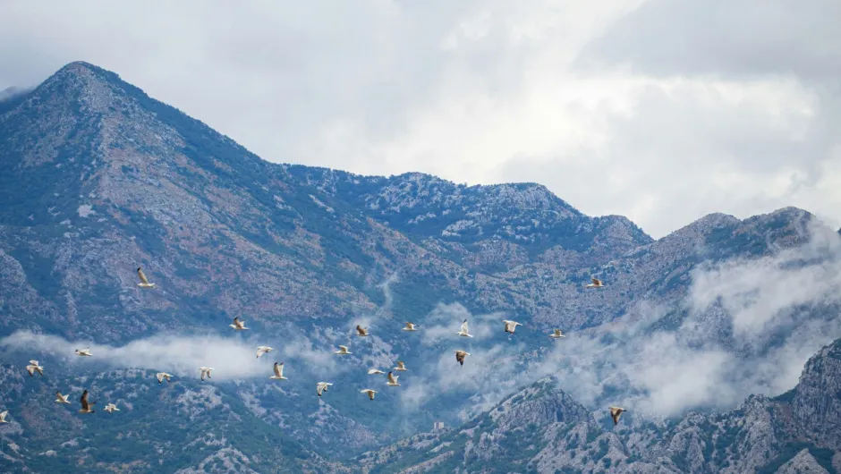 Flug nach Montenegro - Zugvögel in Montenegro.