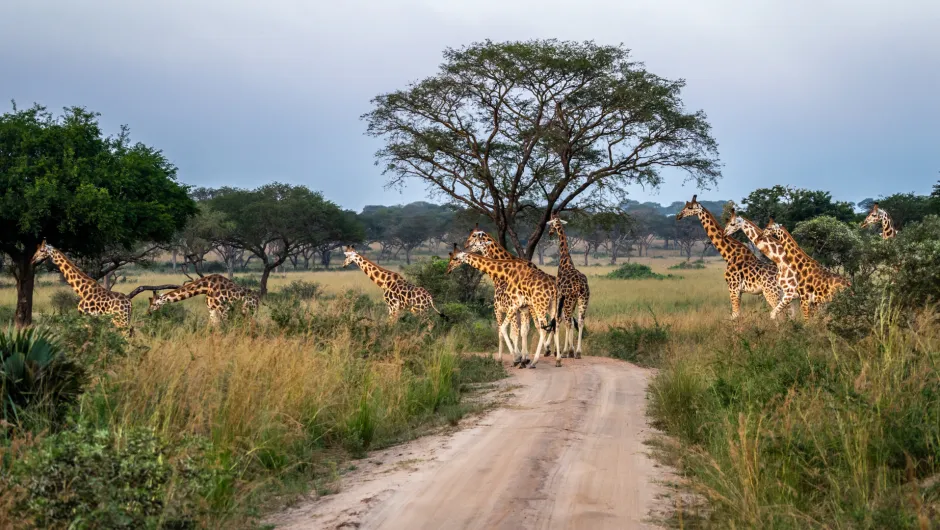 Giraffen im Kidepo Valley National Park - Uganda mit Kindern.