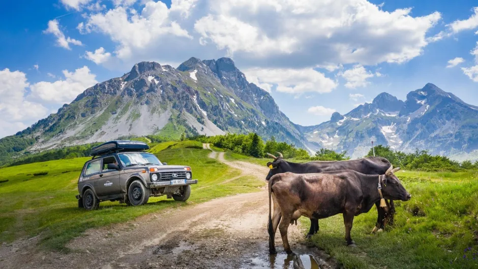 Ein Geländewagen trifft auf Kühe vor beeindruckender Bergkulisse.