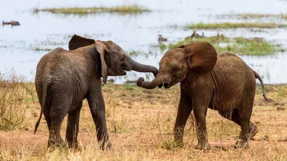 Tierfreundliches Reisen 