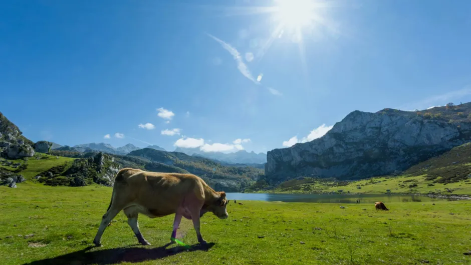 Kuh auf einer grünen Bergwiese vor einem See und felsigen Bergen im Nationalpark Picos de Europa in Nordspanien unter blauem Himmel.