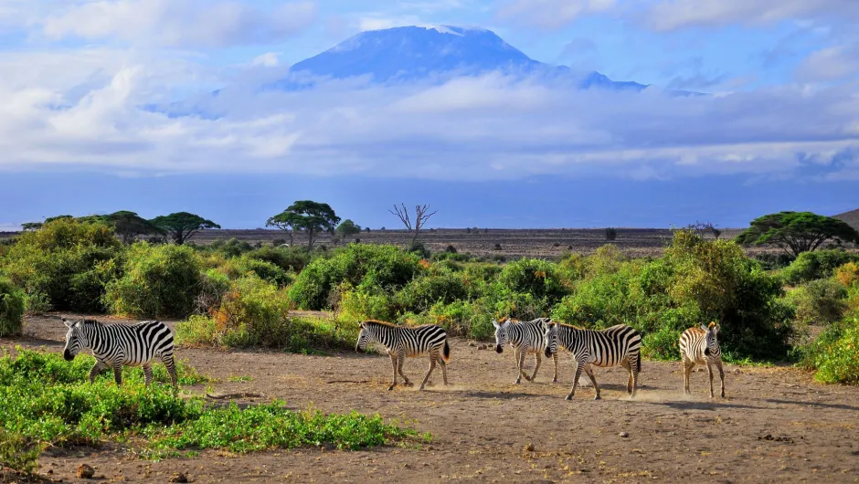 Tierfreundliche Safaris