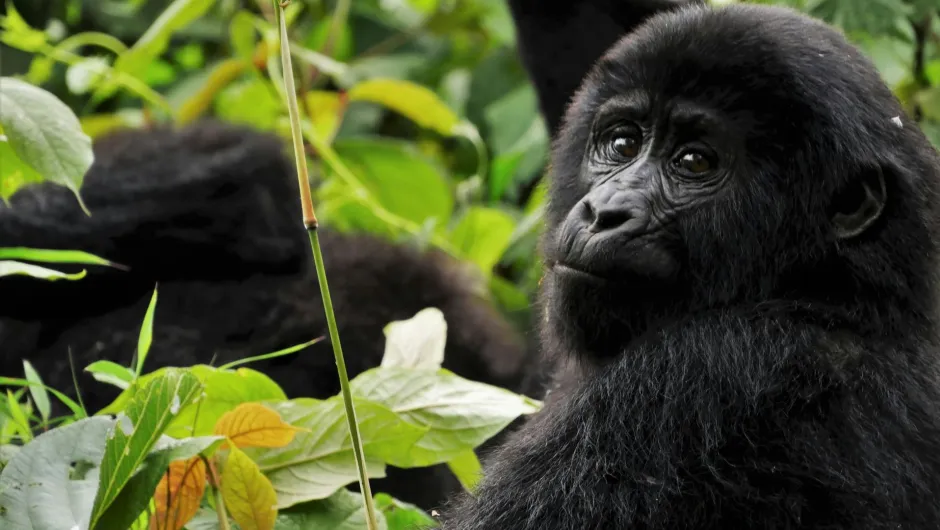 Uganda Reisen - Gorilla mit Baby.