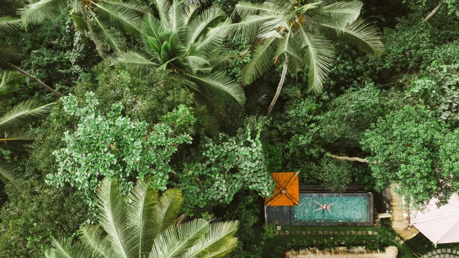 Ein Luftbild zeigt eine üppige, tropische Landschaft mit dichten grünen Palmen und Vegetation. Inmitten des Dschungels befindet sich ein kleines rechteckiges Schwimmbecken, in dem eine Person auf dem Rücken treibt.
