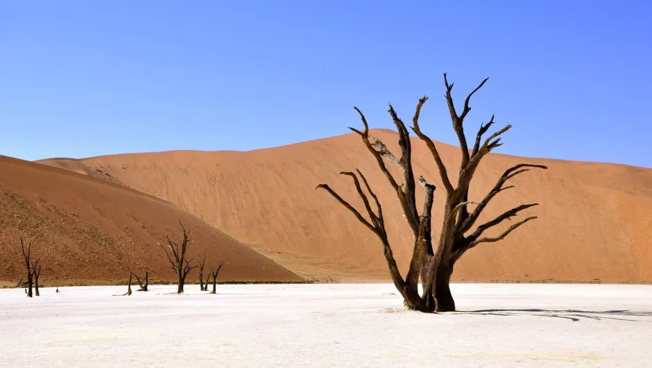 Tote Bäume in einer hellen Salzpfanne vor orangefarbenen Sanddünen und blauem Himmel in der Wüste.