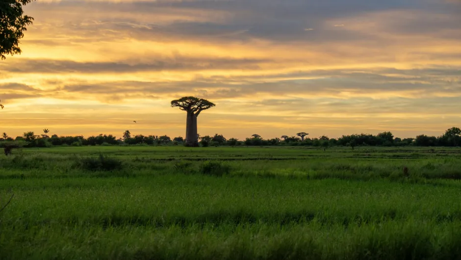 Weite grüne Landschaft mit markantem Baobab-Baum bei Sonnenuntergang unter goldenem Wolkenhimmel.
