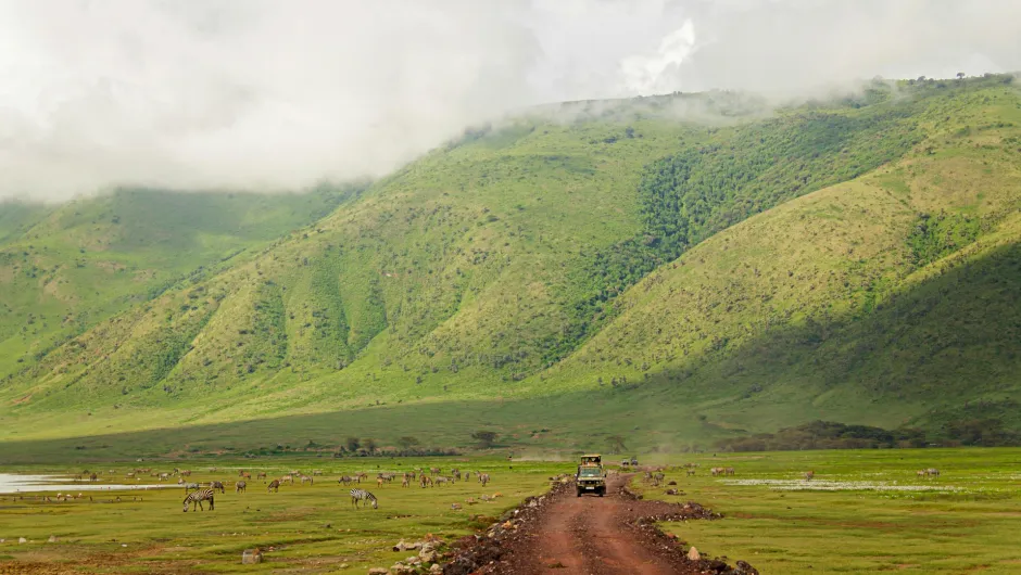 Safari-Jeep fährt durch eine weite grüne Landschaft in Tansania, vorbei an Zebras und anderen Wildtieren vor nebelverhangenen Bergen.