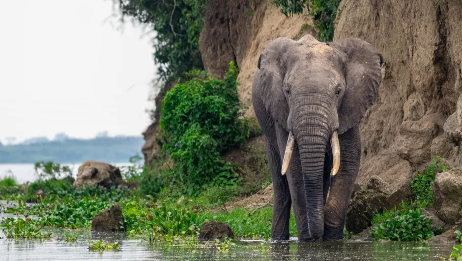**Alt-Text:** Ein afrikanischer Elefant steht am Ufer eines Flusses oder Sees im flachen Wasser, umgeben von grünen Wasserpflanzen und Felsen, vor einer steilen bewachsenen Böschung.