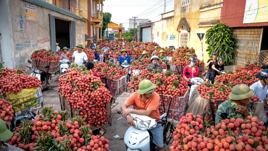 Nachhaltig Reisen in Vietnam, Fair unterwegs - Menschen mit typischen Vietnamesischen Strohhüten füllen eine Seitenstraße.