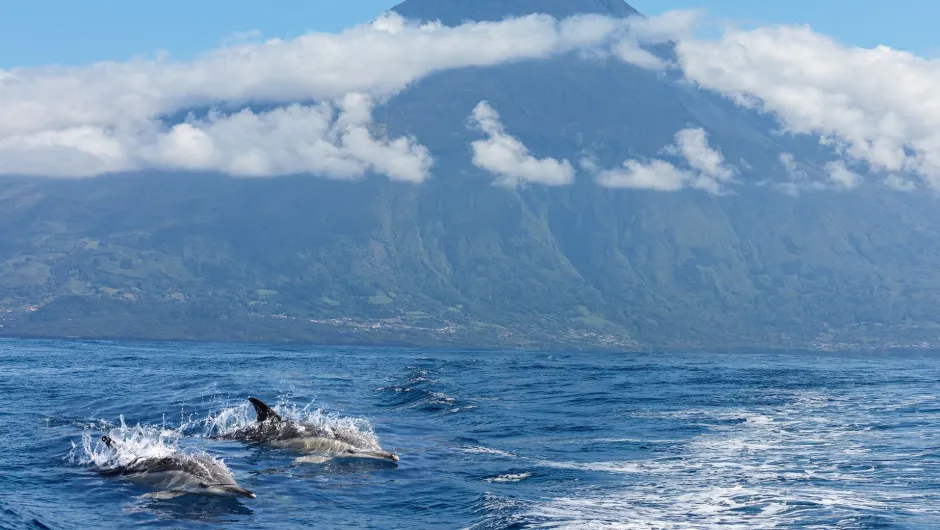 Delfin- und Walbeobachtung auf den Azoren.