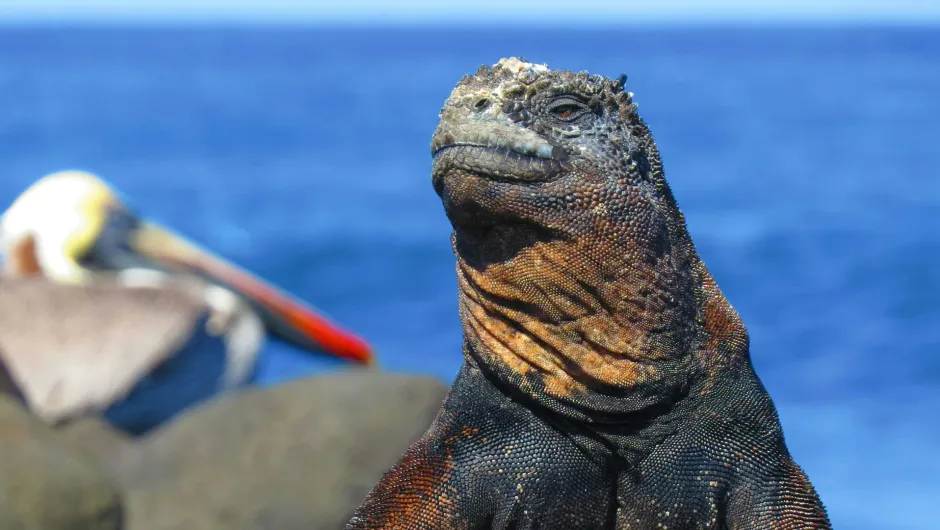 Beste Reisezeit Galapagos Inseln.