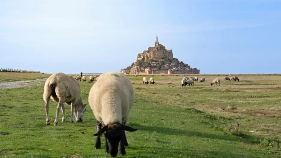 Schafe grasen auf einer weiten grünen Wiese vor dem Mont Saint-Michel, der im Hintergrund unter blauem Himmel aufragt.