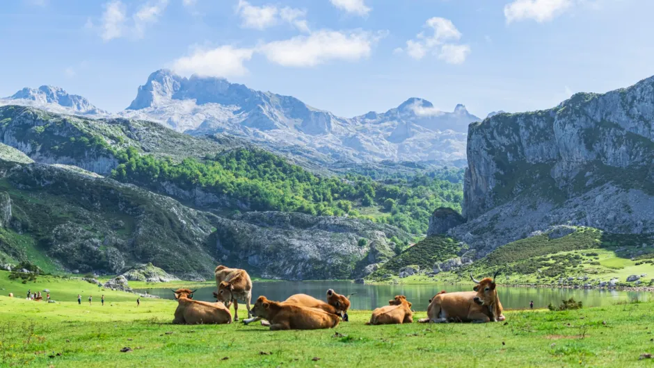 Bergen van Picos de Europa met daarvoor koeien in groene weiden.