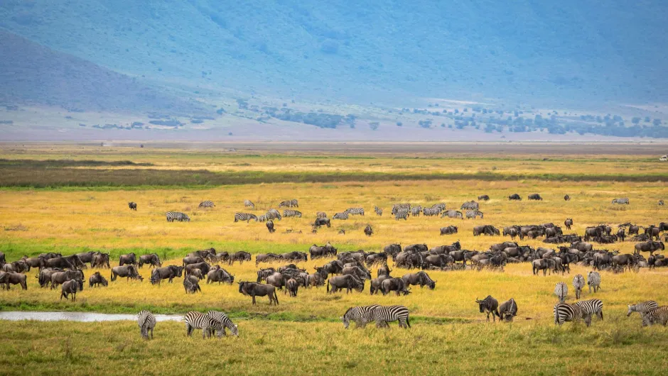 Gnuwanderung Serengeti