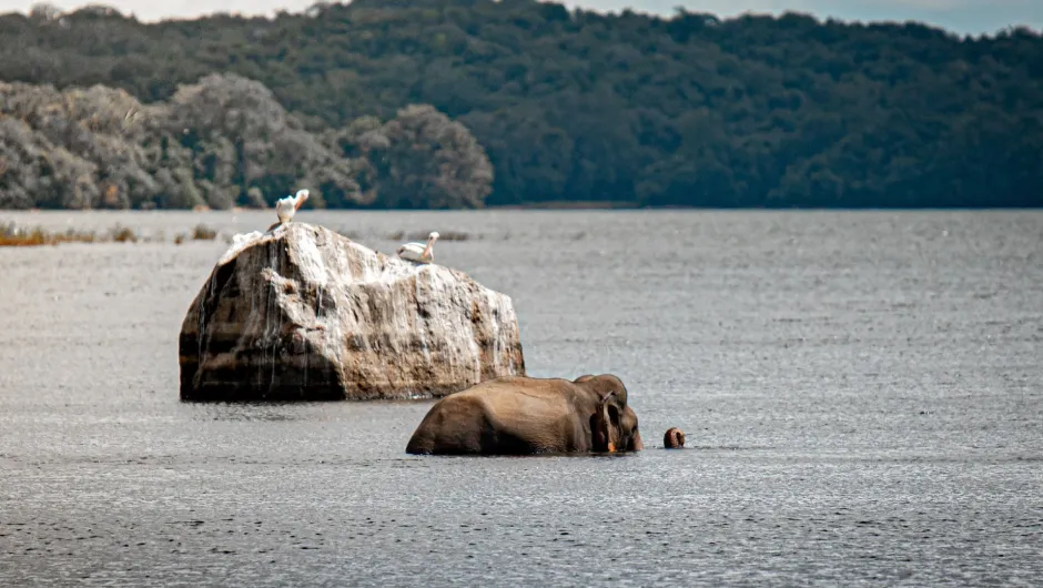 Ein Elefant schwimmt durch einen ruhigen See, während nur sein Rücken, Kopf und Rüssel aus dem Wasser ragen. Im Hintergrund sitzen zwei weiße Wasservögel auf einem großen Felsen vor dicht bewaldeten Hügeln.