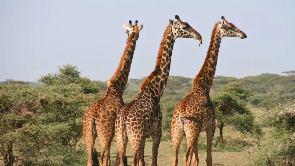 Nationalparks Tansania