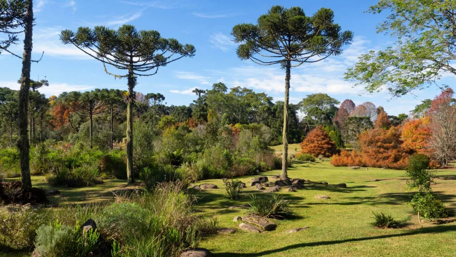 Weitläufige Parklandschaft mit gepflegten Rasenflächen, Felsen, Sträuchern und hohen Araukarien. Im Hintergrund stehen weitere Bäume mit teilweise herbstlich orangefarbenem Laub unter einem klaren blauen Himmel.