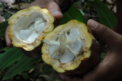 Lernen Sie bei einem Workshop alles über den Kakao in Suriname