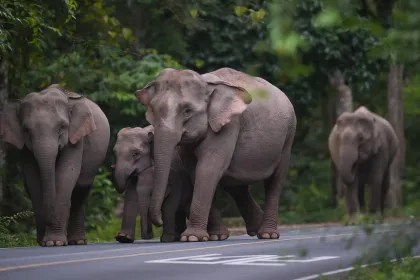 Vier Elefanten laufen durch einen grünen Wald