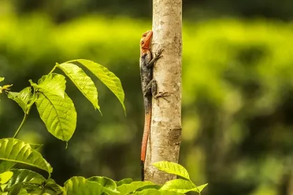 Das Bigodi Feuchtgebiet Reservat in Uganda