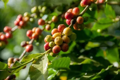 Bild einer Kaffeepflanze in Uganda