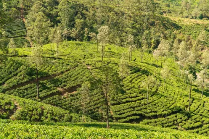 Der Blick über eine Teeplantage in Sri Lanka