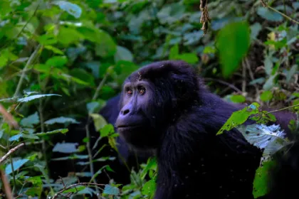 Beobachten Sie diesen Gorilla bei ihrer Uganda Reise