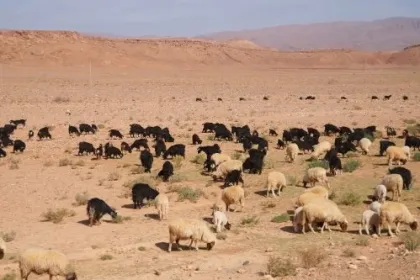 Ziegenherde in Marokko