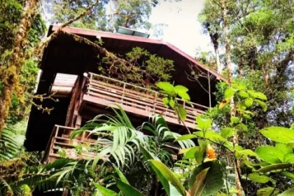 Ecolodge umgeben von grünem Wald