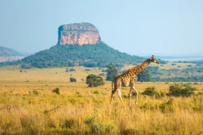 Reisen nach Südafrika