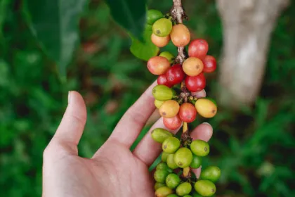 Eine Kaffeepflanze in Myanmar