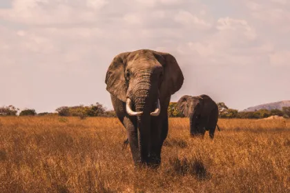 Einen Elefanten auf ihrer Namibia Reise begegnen