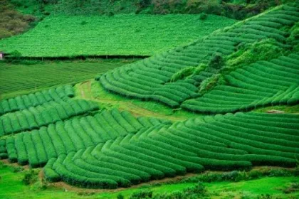 Teeplantage in Vietnam