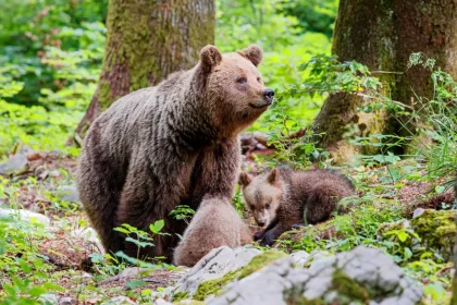 Braunbärenf-Familie im Wald von Slowenien