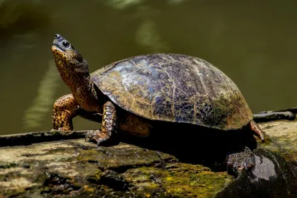 Schildkrötenprojekt in Costa Rica