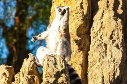Naturschutz auf Madagaskar